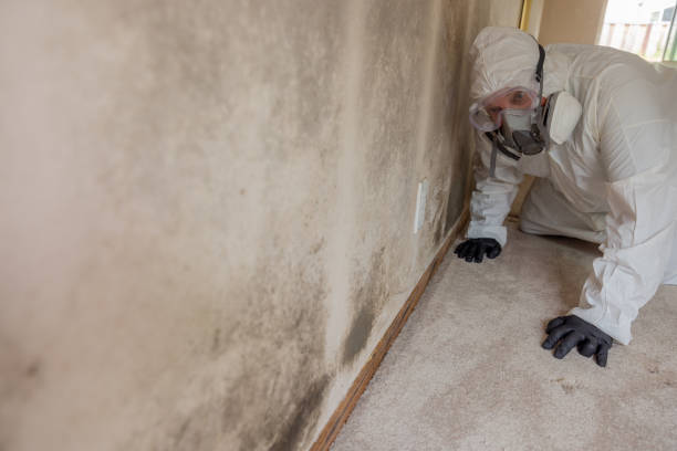 Best Carpet water damage restoration  in USA